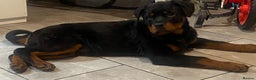 Rottweiler dogs for stud: Stunning male Rottweiler for stud  - Advert 4