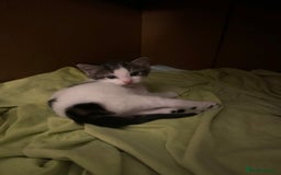 Domestic Shorthair cats for sale: 2 beautiful boy kittens  - Image 8