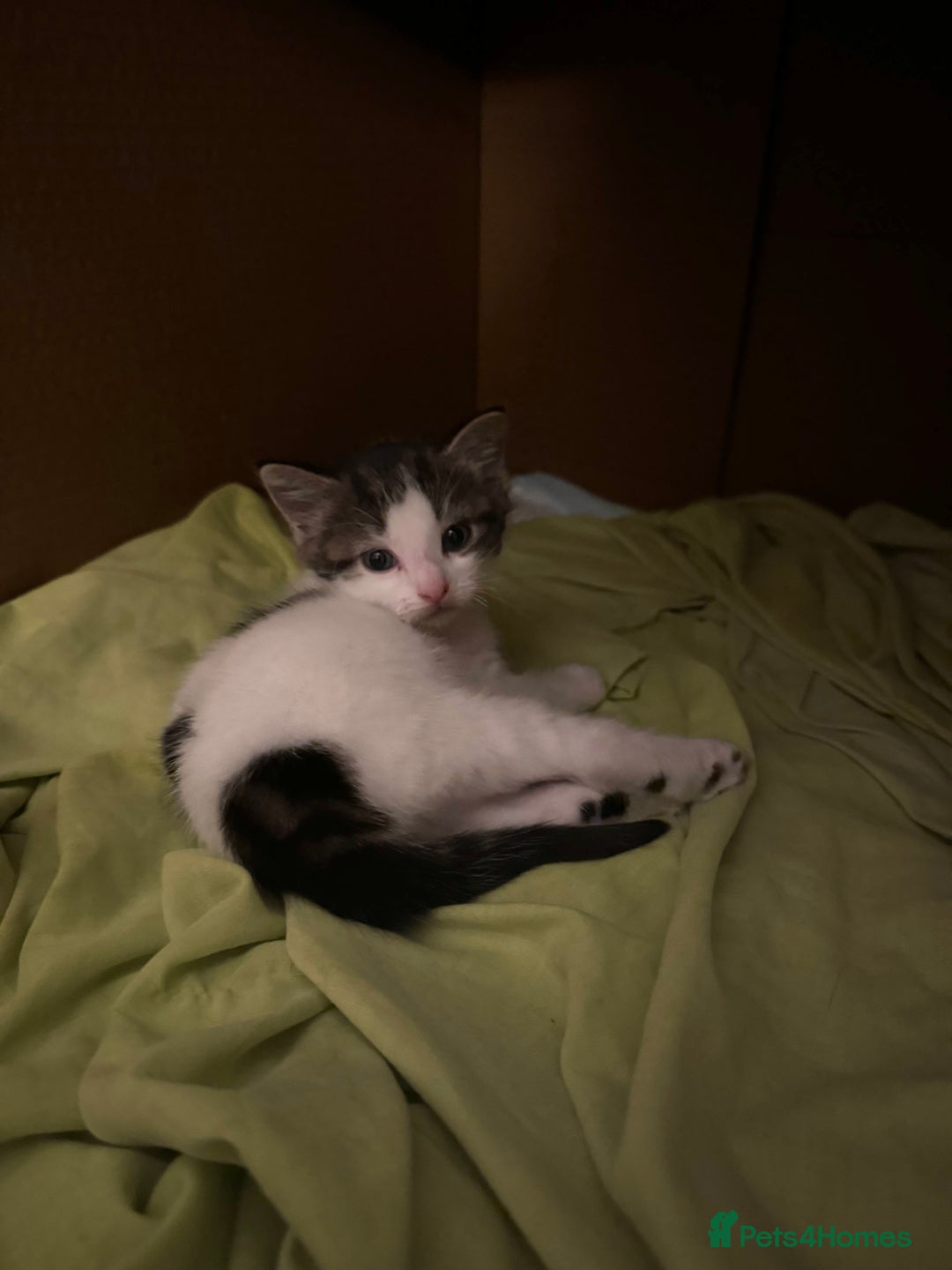 Domestic Shorthair cats for sale: 2 beautiful boy kittens  - Image 8