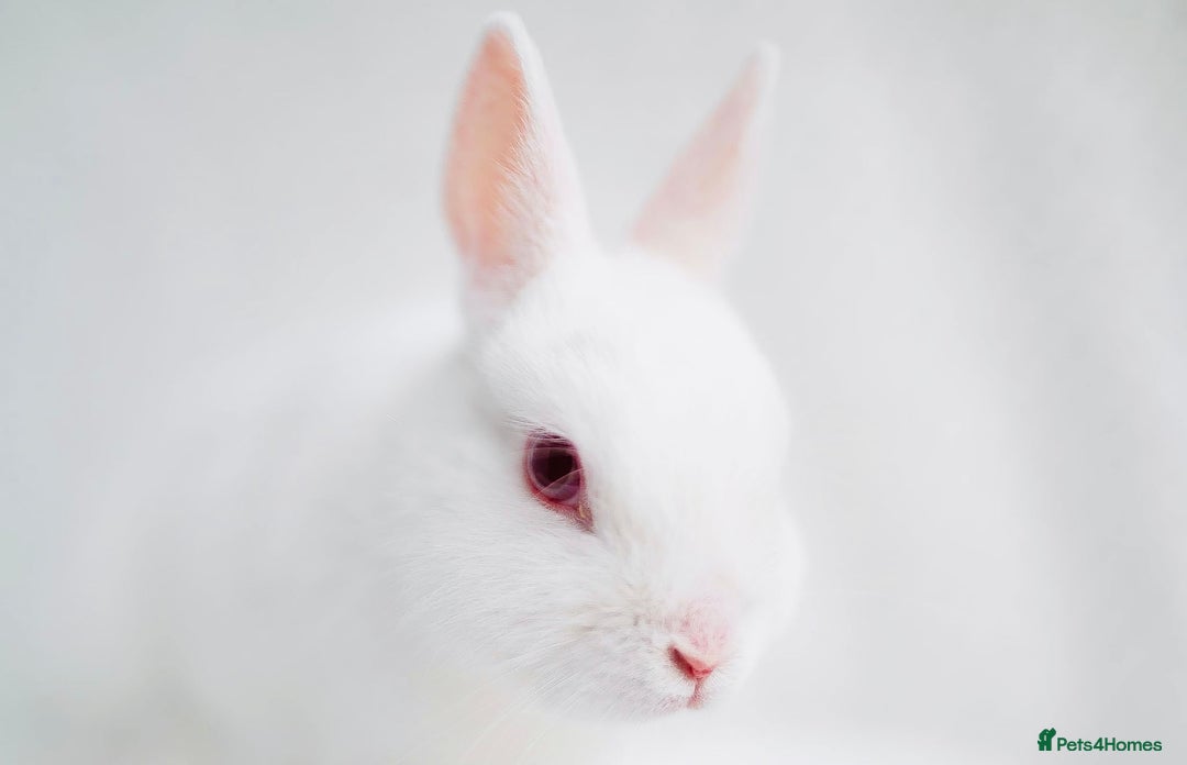Netherland Dwarf rabbits for sale: Netherland Dwarf REW WHITE & Chinchilla GREY - Image 12