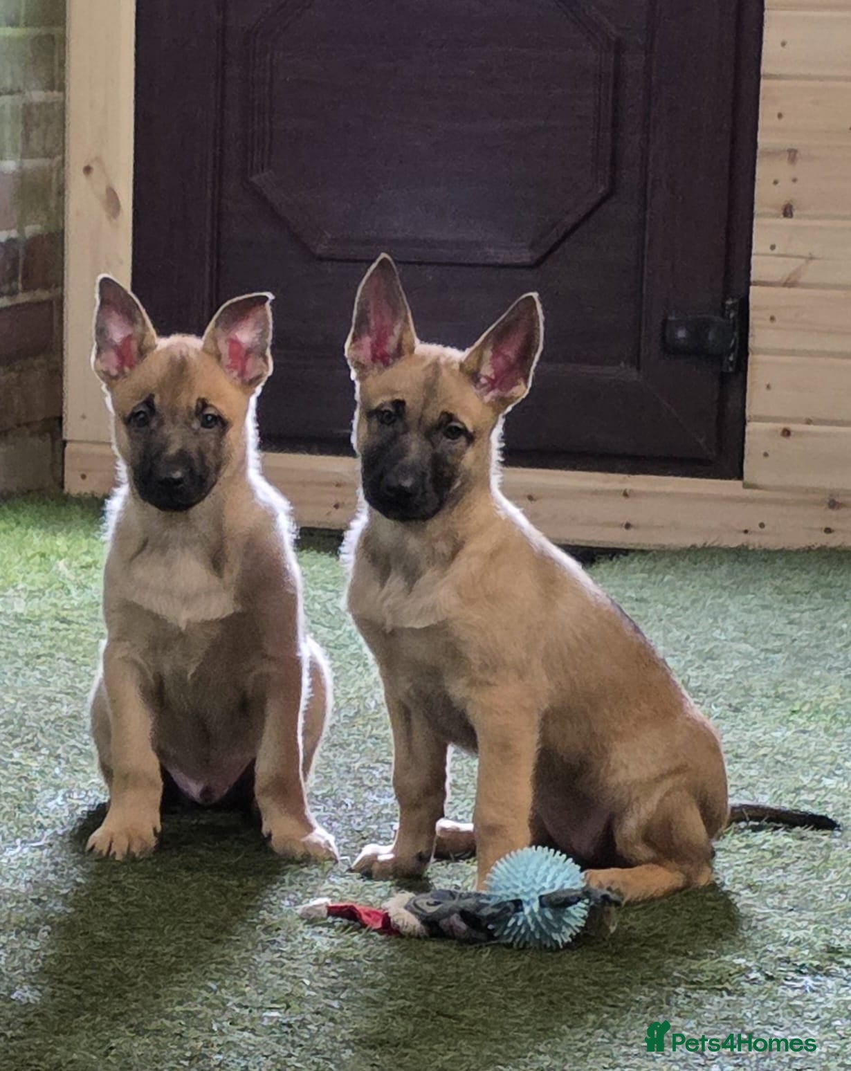 Belgian Shepherd Dog dogs READY NOW Belgian Malinois Pups 4 Left - Advert 1
