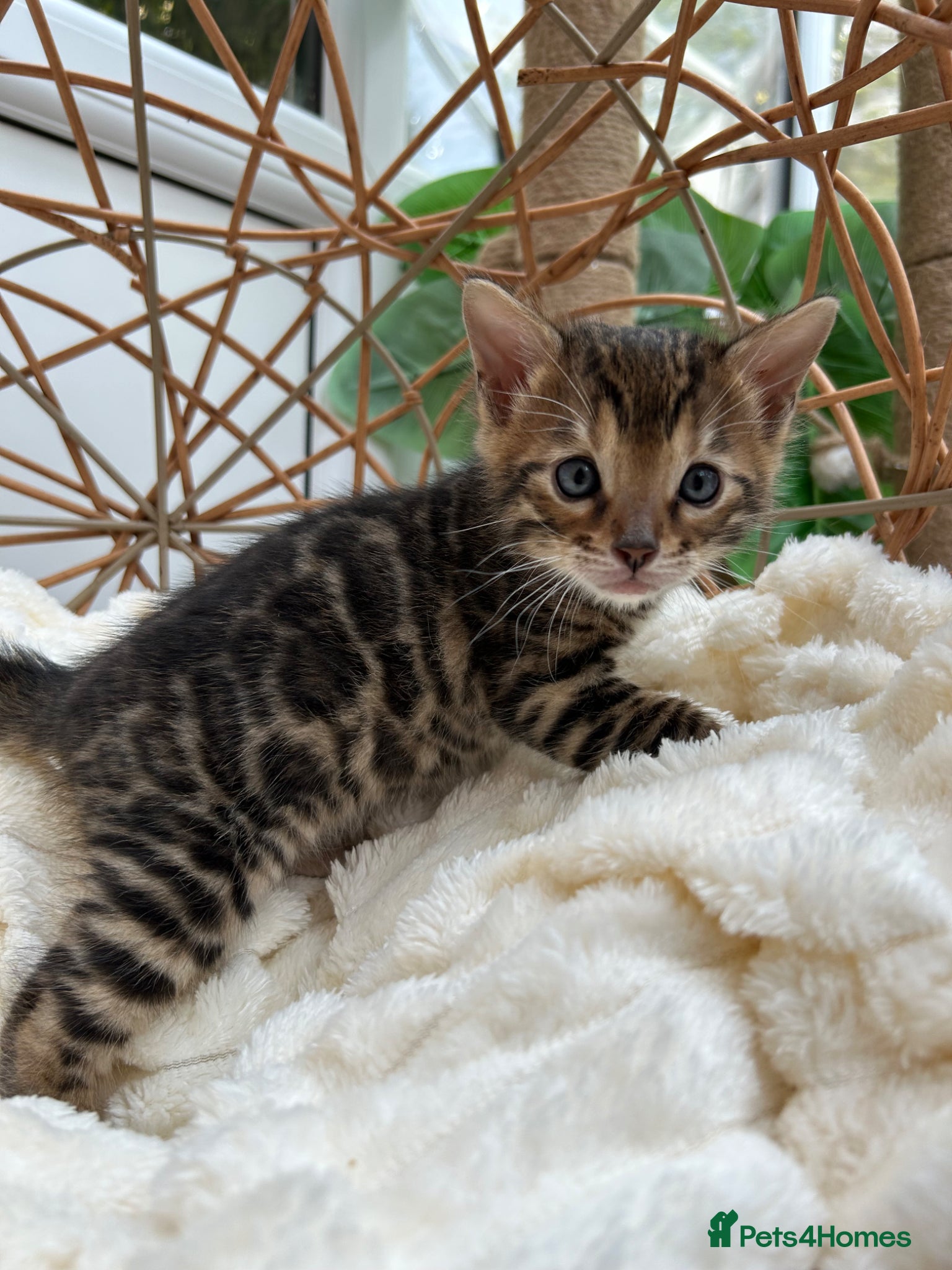 Bengal cats ❤️ Stunning Pure Bengal Kittens ❤️ - Advert 2