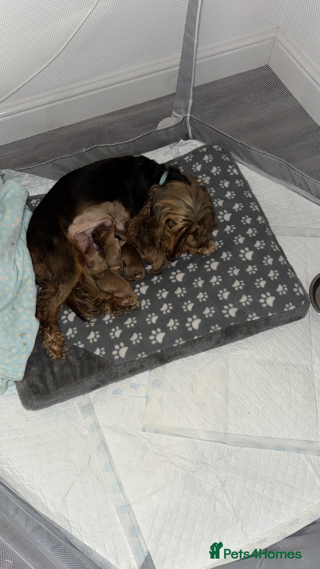 Cocker Spaniel dogs for sale: Kc Registered Show Type Cocker Spaniel puppies - Image 2