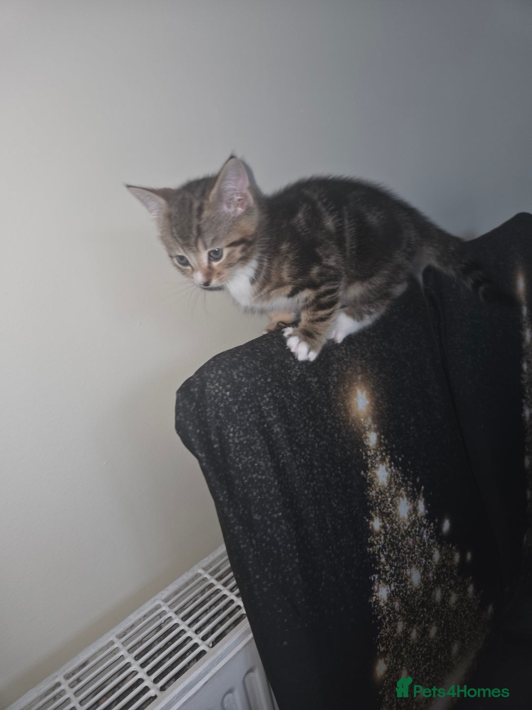 Mixed Breed cats for sale: 2 male kittens for sale - Advert 4