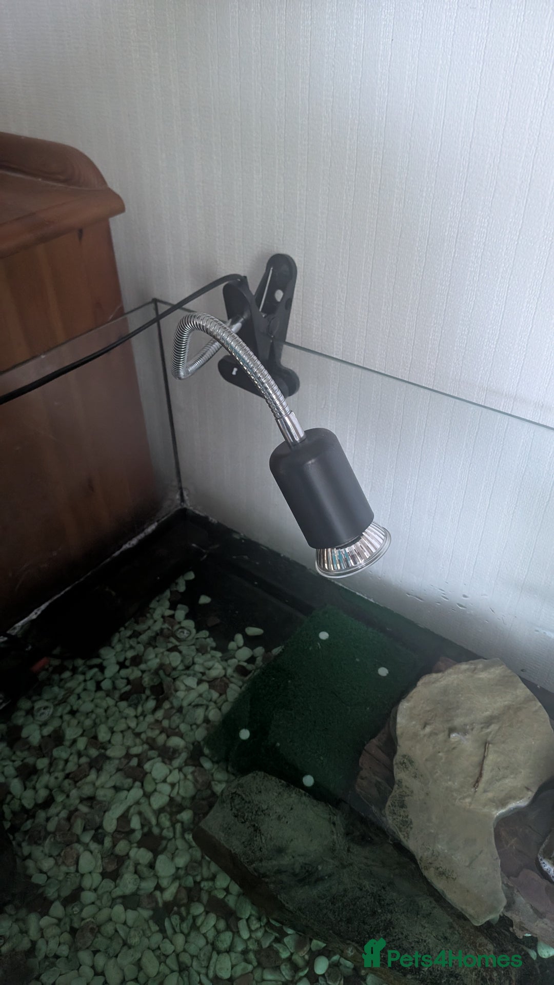 Turtle reptiles for sale: Musk Turtle and setup  - Image 4