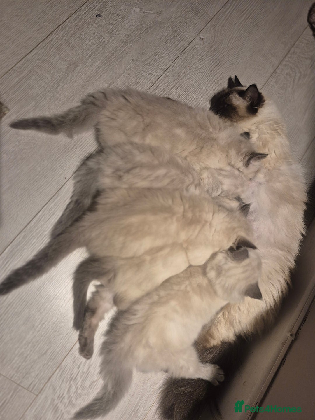 Ragdoll cats for sale: Pure Ragdoll Kittens - Advert 8