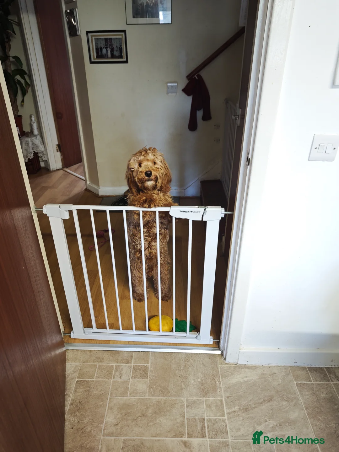 Cockapoo dogs for sale: Beautiful Male 9 Month Old Cockapoo Puppy F1  - Advert 3