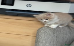 Persian cats for sale: Persian kitten boy - Image 7