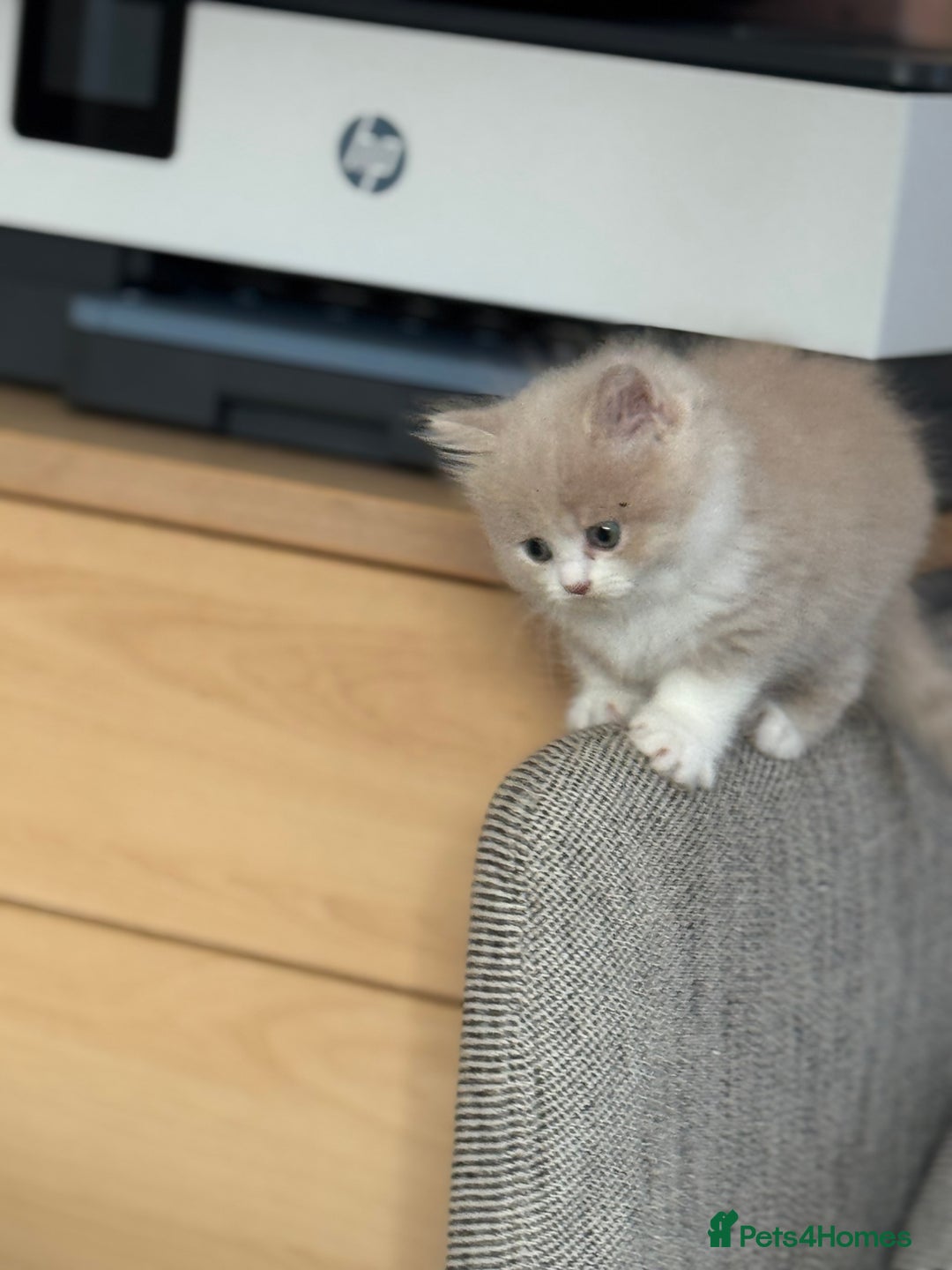 Persian cats for sale: Persian kitten boy - Image 7