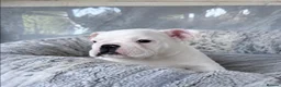 English Bulldog dogs for sale: LAST LITTLE GIRL AVAILABLE - READY NOW - Advert 9