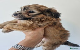 Maltipoo dogs for sale: Maltipoo's rare sable parti colours x4 - Image 12