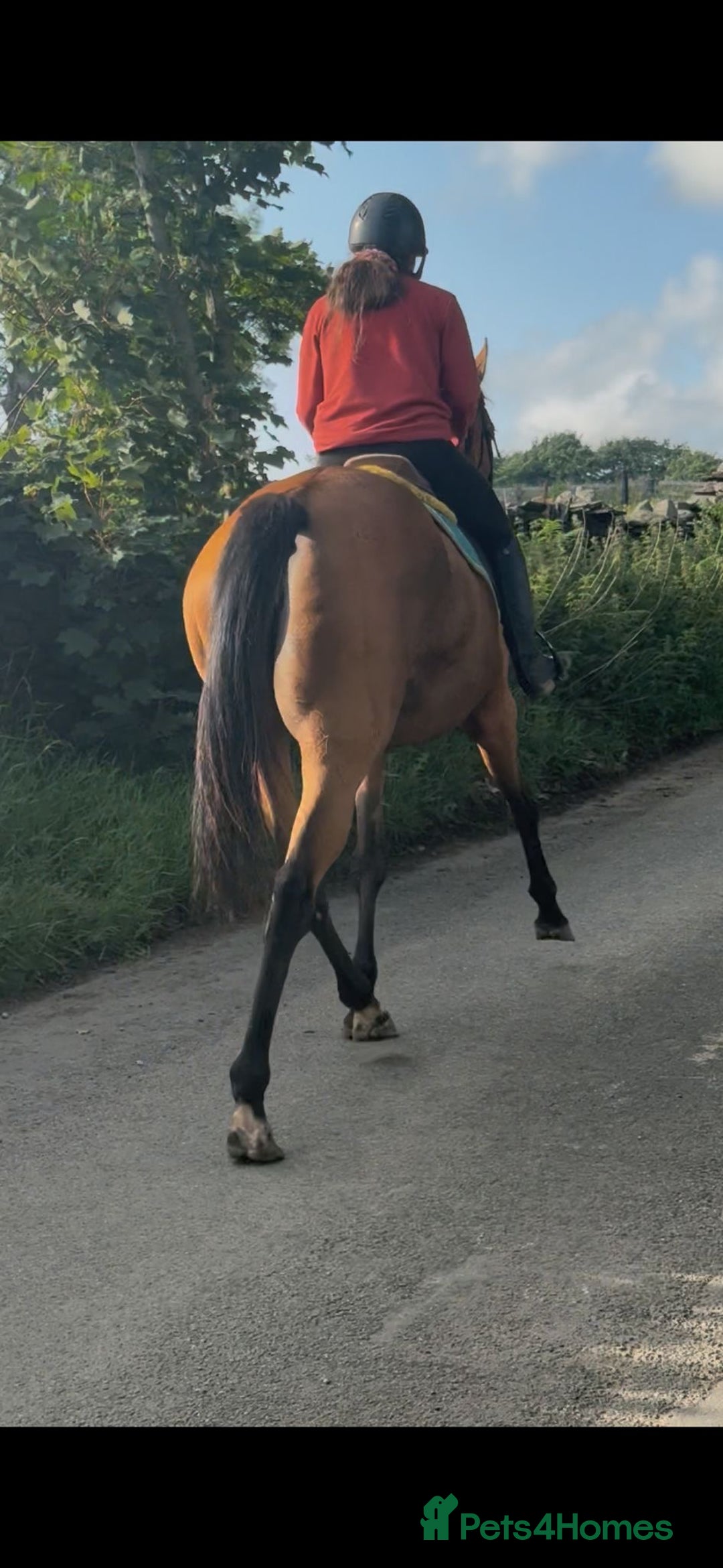Irish Thoroughbred horses for sale: Super 9yr old  - Advert 5