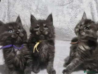 Maine Coon cats Beautiful Maine Coon Kittens available - Advert 18