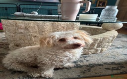 Mixed Breed dogs for sale: Cockapoochon puppies - Image 7