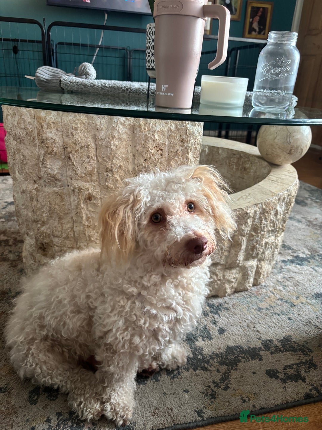 Mixed Breed dogs for sale: Cockapoochon puppies - Image 7