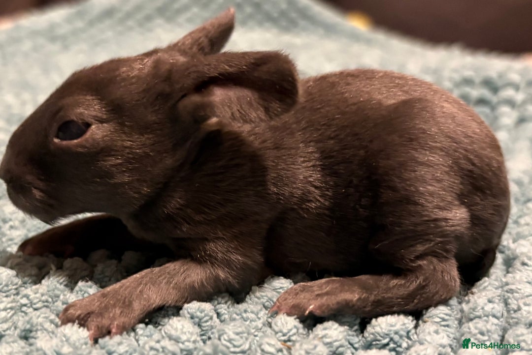 Rex rabbits for sale: Two beautiful rabbit litters - Image 20