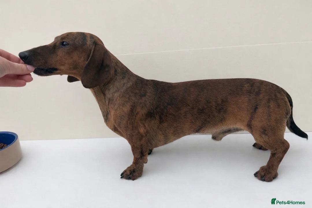 Miniature Dachshund dogs for stud: FOR STUD Miniature Smooth Brindle Dachshund  - Advert 1
