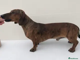 Miniature Dachshund dogs FOR STUD Miniature Smooth Brindle Dachshund - Advert 3