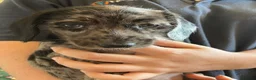 Mixed Breed dogs for sale: Gorgeous cheeky daxi x pups  - Advert 9