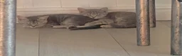 British Shorthair cats for sale: British shorthair tabby kittens  in Scunthorpe - Advert 4