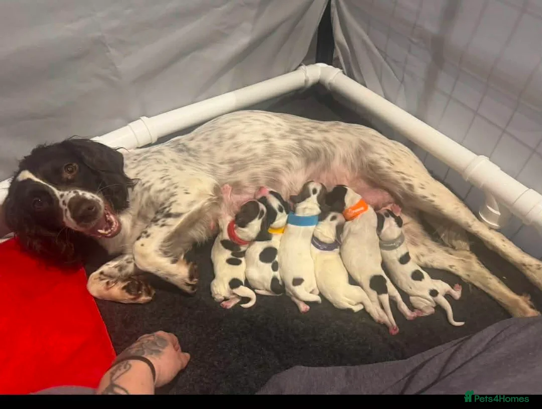 Sprocker dogs for sale: Sprocker spaniel ❤️ 🐾  - Advert 2