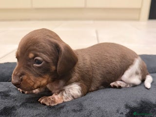 Miniature Dachshund dogs Beautiful miniature Dachshund puppies ❤️ - Advert 2