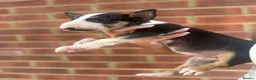 English Bull Terrier dogs for sale: ENGLISH BULL TERRIER PUPPYS - Advert 28