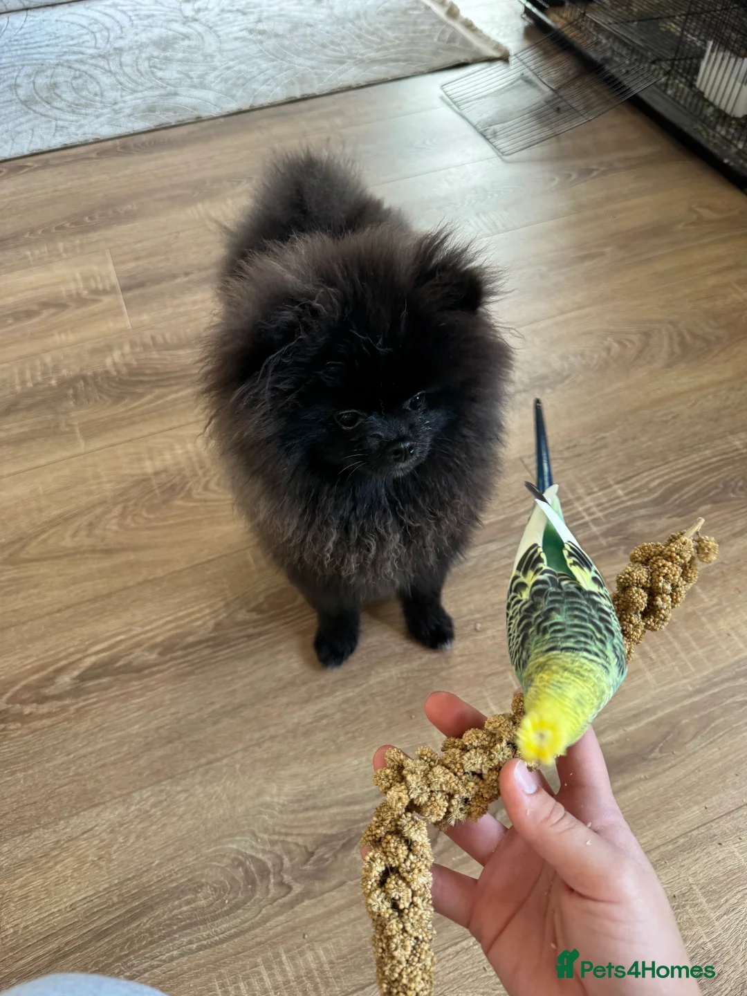 Budgerigars birds for sale: Pair of budgies  - Advert 10