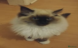 Ragdoll cats for stud: GCCF Active Register Seal Point Awesome Ragdoll in Luton - Image 14