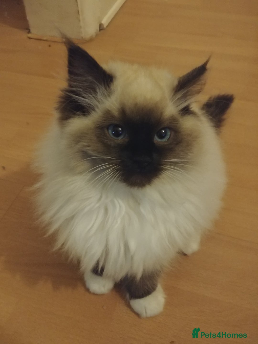 Ragdoll cats for stud: GCCF Active Register Seal Point Awesome Ragdoll in Luton - Image 14