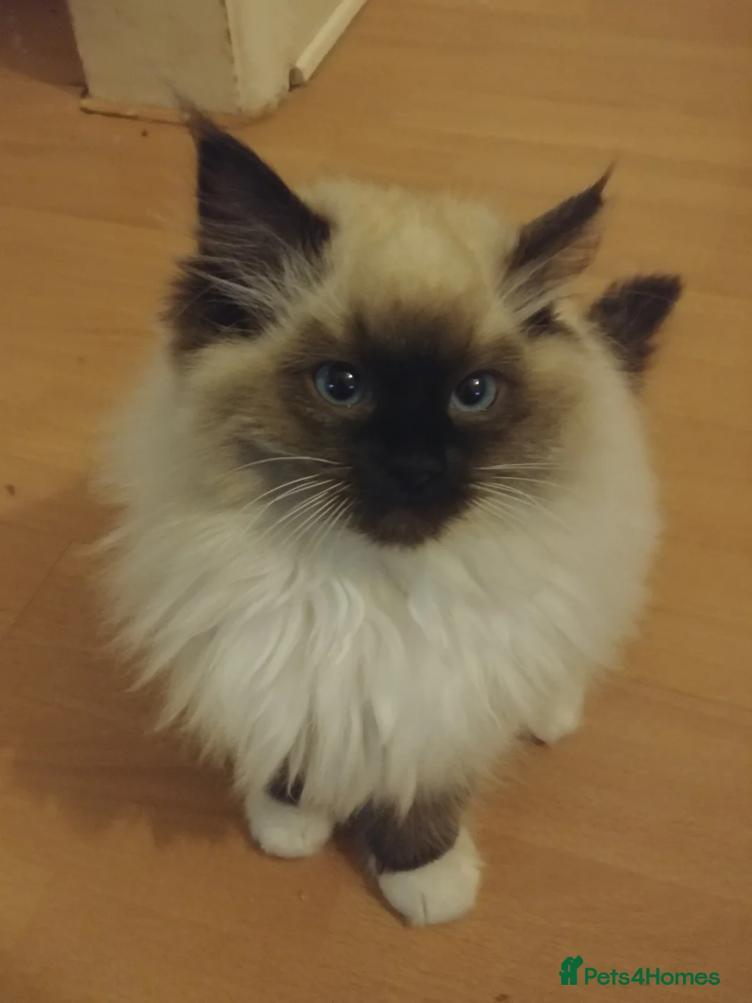 Ragdoll cats for stud: GCCF Active Register Seal Point Awesome Ragdoll in Luton - Advert 14