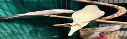 Budgerigars birds for sale: young  budgies available  Wa7  area   - Advert 11