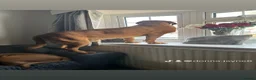 Dogue De Bordeaux dogs for stud: Douge de Bordeaux - Advert 5