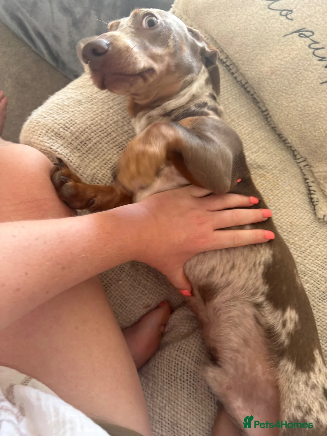 Dachshund dogs for sale: Gorgeous Dapple Dachshund  in Portsmouth - Advert 8