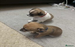 Chihuahua dogs for sale: Chiuahua Puppies - Advert 7