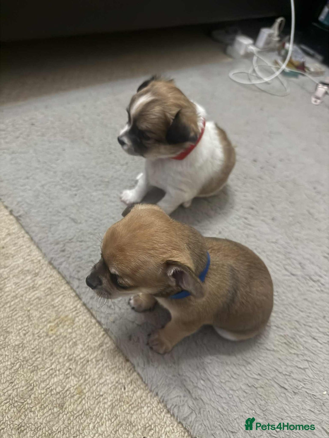 Chihuahua dogs for sale: Chiuahua Puppies - Advert 7