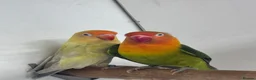Lovebirds birds for sale: Mutation Love Bird for sale  - Advert 6