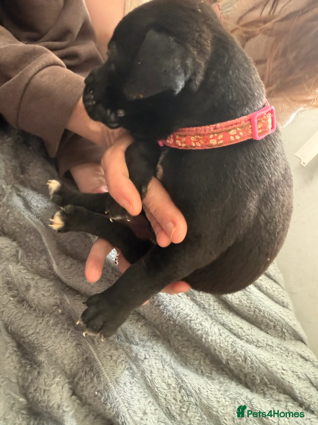 Mixed Breed dogs for sale: Cane corso cross pups for sale  in Airdrie - Advert 2