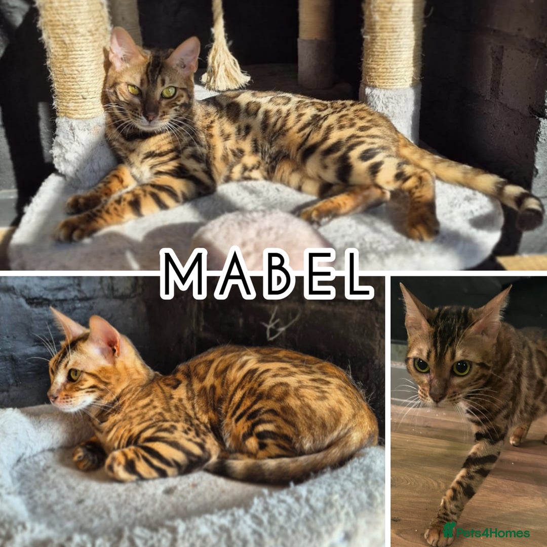 Bengal cats for sale: 2 bengals Queens for rehoming ❤️ - Advert 2