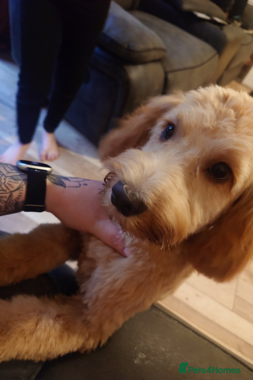 Cockapoo dogs for sale: Boy cockapoo  - Advert 3