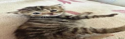 Mixed Breed cats for sale: Beautiful kittens  - Advert 10