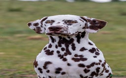 Dalmatian dogs for sale: Register an Interest - Image 2
