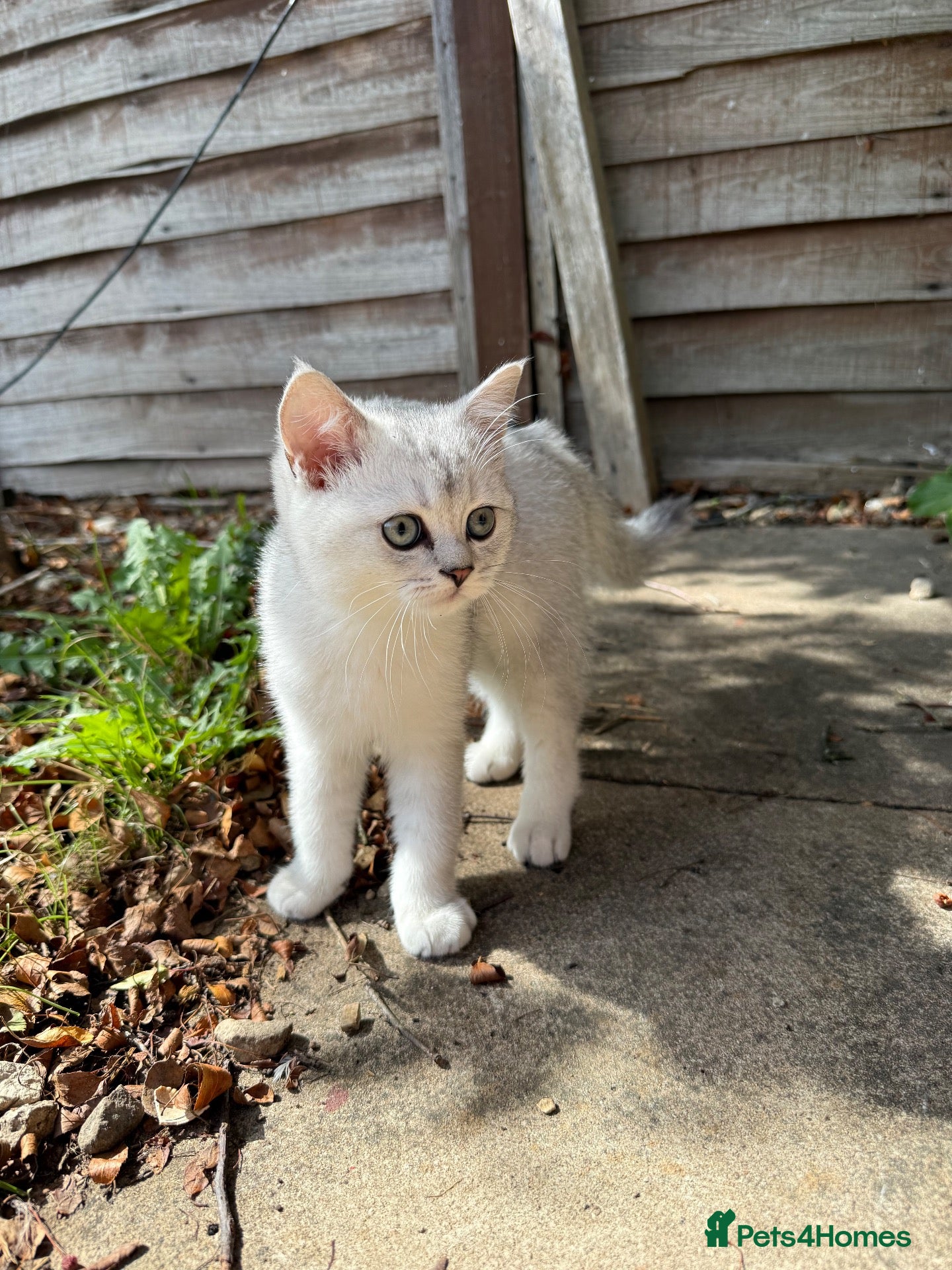 Scottish Fold cats Scottish straight ready for home TICA registered - Advert 1