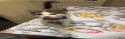 Turkish Angora cats for sale: Mix Turkish Angora kitten - Advert 31