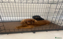 Cavapoo dogs for sale: Cavapoo puppy - Image 7