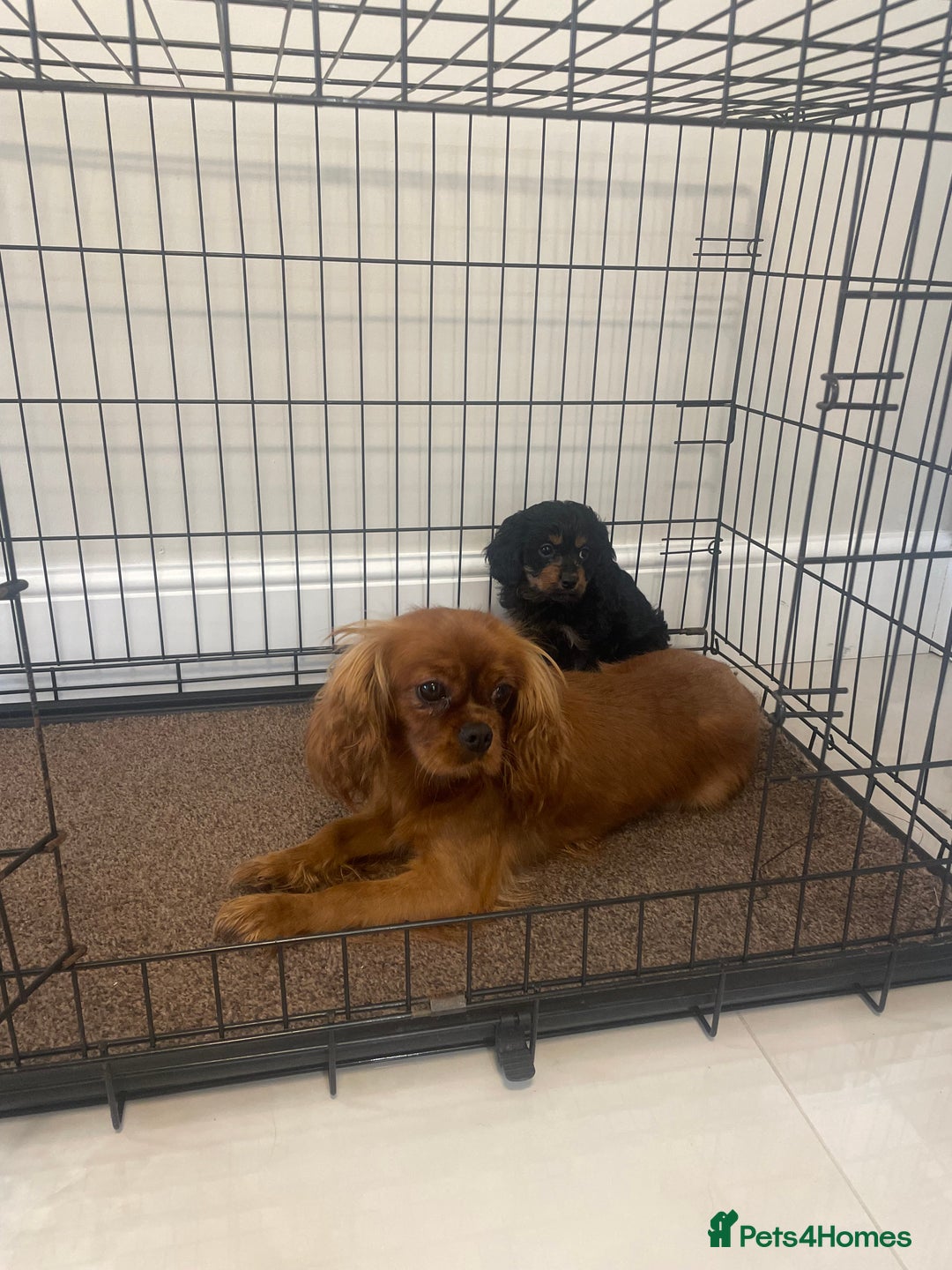 Cavapoo dogs for sale: Cavapoo puppy - Image 7