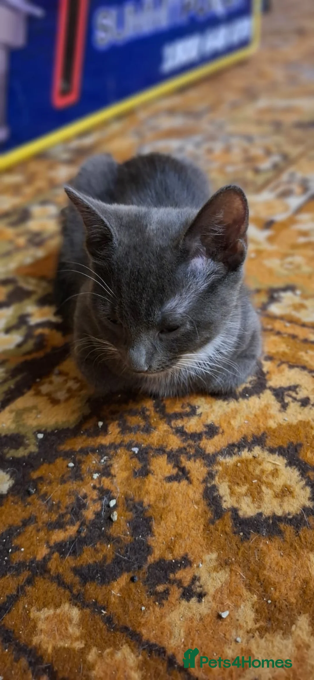 Mixed Breed cats for sale: 2 Gorgeous Grey Friendly Kittens Ready Now - Advert 2