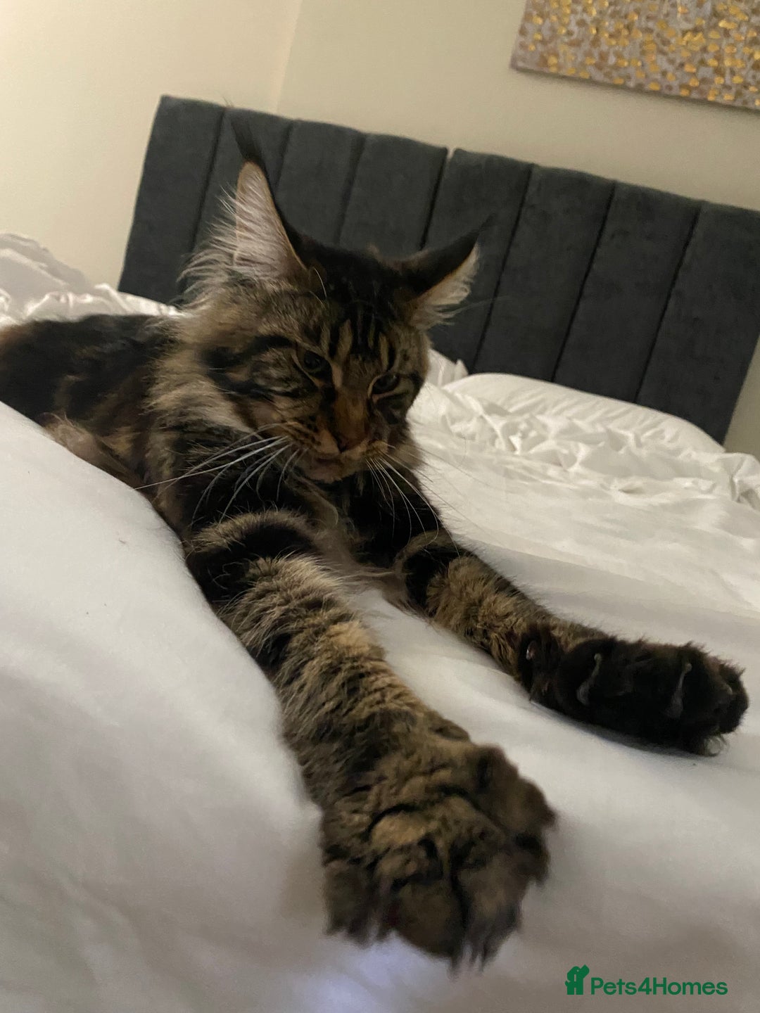 Maine Coon cats for sale: 10month old Maincoone - Image 6