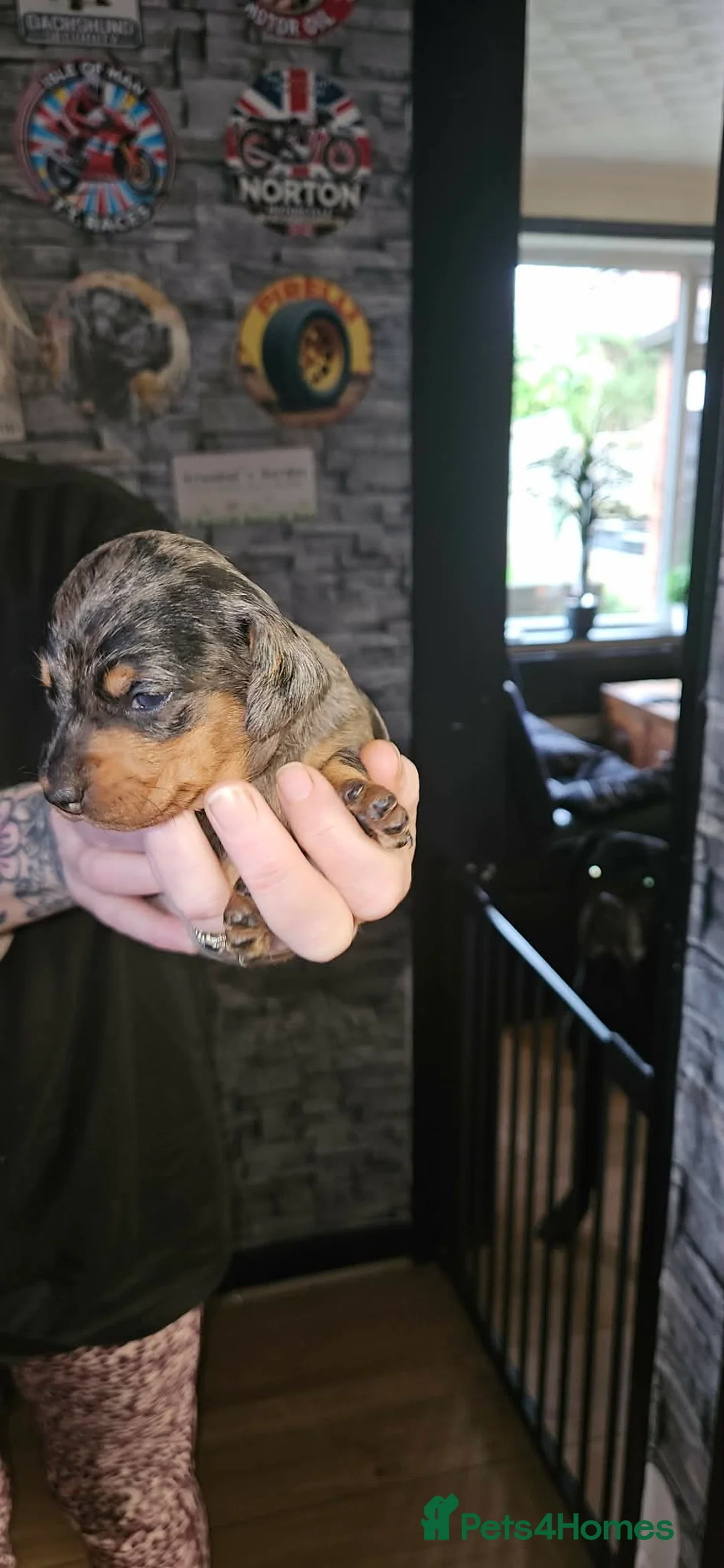 Dachshund dogs for sale: Miniature dachshunds  in Wigan - Advert 6