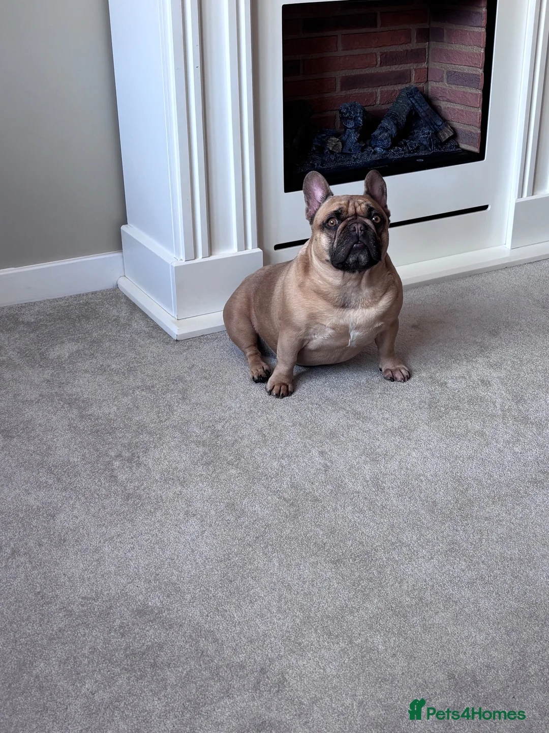 French Bulldog dogs for sale: Female French bulldog 5 years old - Advert 7